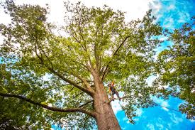 Why Choose Our Tree Removal Services in Augusta, WI?