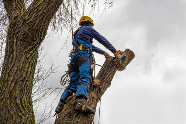 Reliable Augusta, WI Tree Services Solutions